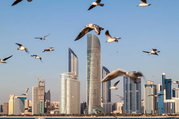 Skyline of Abu Dhabi with sea gulls, United Arab Emirates
